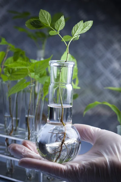 Floral science in laboratory — Stock Photo, Image