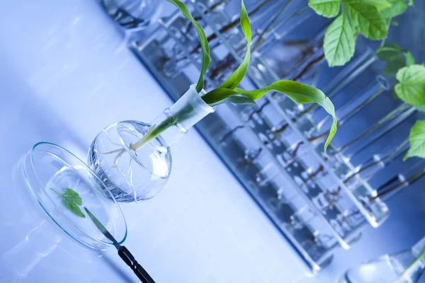 Trabalhando em um laboratório e plantas — Fotografia de Stock