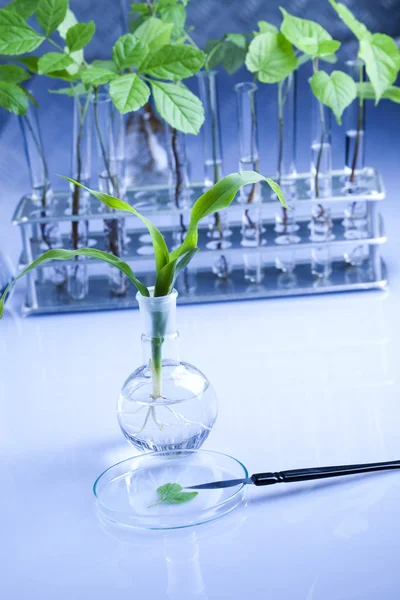 Scienza floreale in laboratorio — Foto Stock