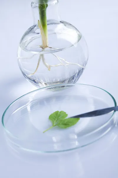 Werken in een laboratorium en planten — Stockfoto