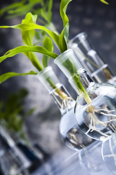 Chemische glaswerk laboratoriumapparatuur, ecologie — Stockfoto