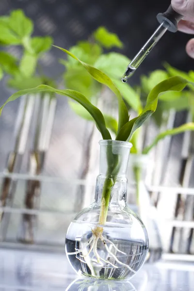 Πειραματίζεται με χλωρίδα στο εργαστήριο — Φωτογραφία Αρχείου