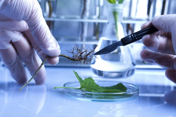 Experimentar con flora en laboratorio — Foto de Stock