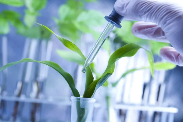 Sperimentazione della flora in laboratorio — Foto Stock