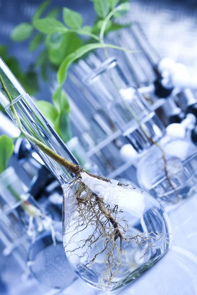Experimentando com flora em laboratório — Fotografia de Stock