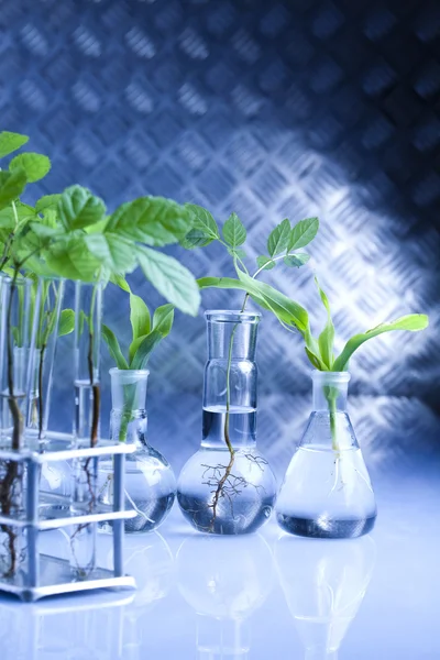 Experimenteren met flora in laboratorium — Stockfoto