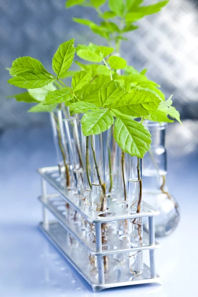Laboratório vegetal — Fotografia de Stock