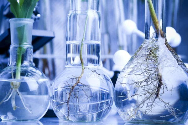 Plantas e laboratório — Fotografia de Stock