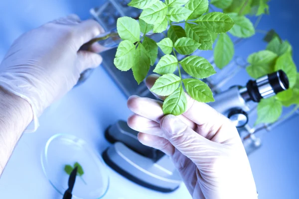 Planten en laboratorium — Stockfoto