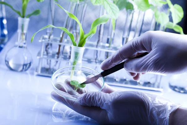 Plants and laboratory — Stock Photo, Image
