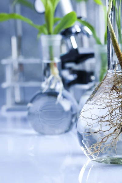 Ökologisches Laborexperiment an Pflanzen — Stockfoto