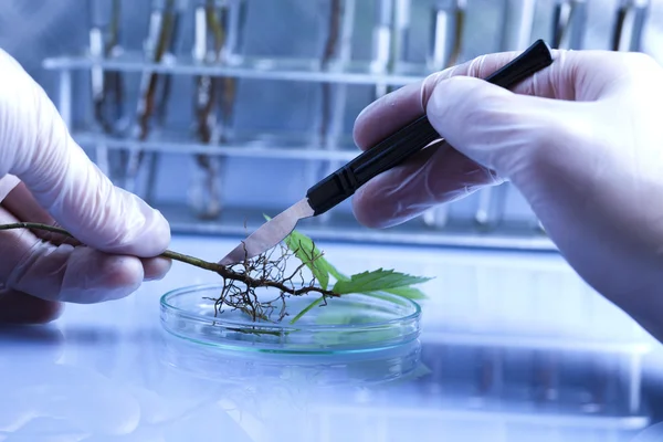 Ekologi percobaan laboratorium pada tanaman — Stok Foto