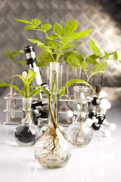 Experimento de laboratorio de ecología en plantas —  Fotos de Stock