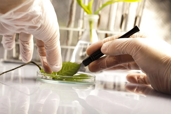 Ecologie laboratorium experiment in planten — Stockfoto