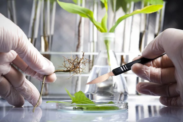Ökológia laboratóriumi kísérlet a növények — Stock Fotó