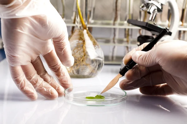 Ecologia esperimento di laboratorio nelle piante — Foto Stock