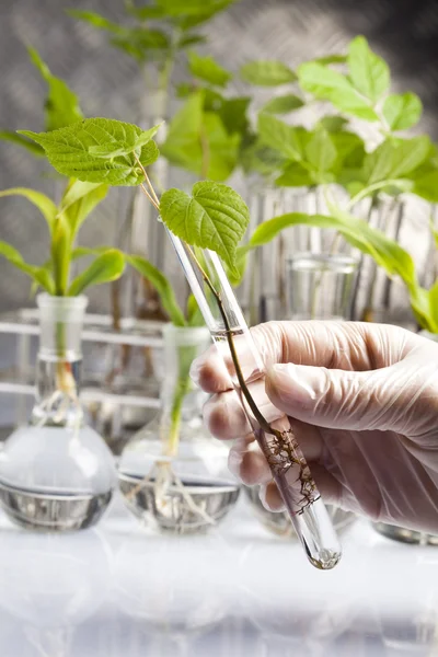 Laboratório vegetal — Fotografia de Stock