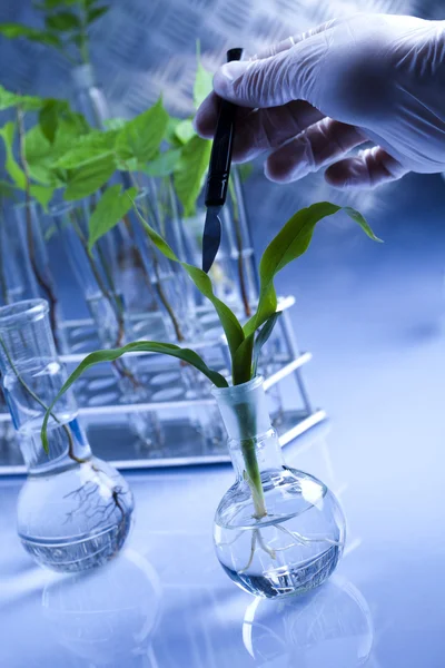 研究室での植物実験 — ストック写真