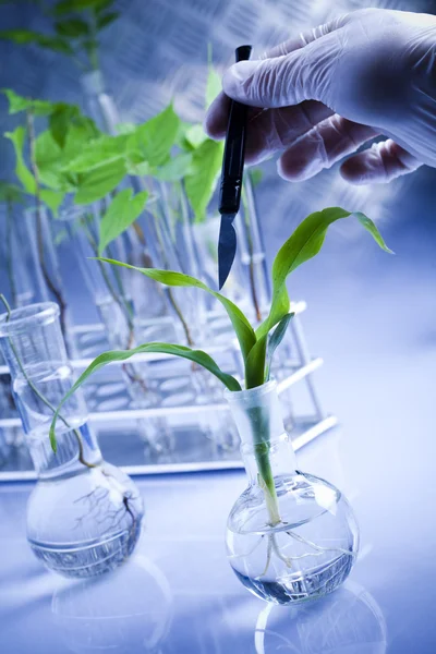 Experimentera med flora i laboratorium — Stockfoto