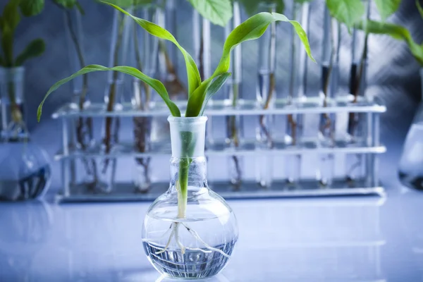 Vegyi laboratóriumi üvegedények berendezés, ökológia — Stock Fotó