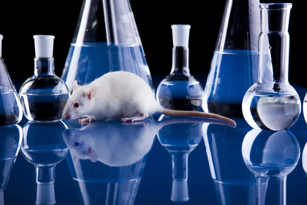 stock image Animal Laboratory