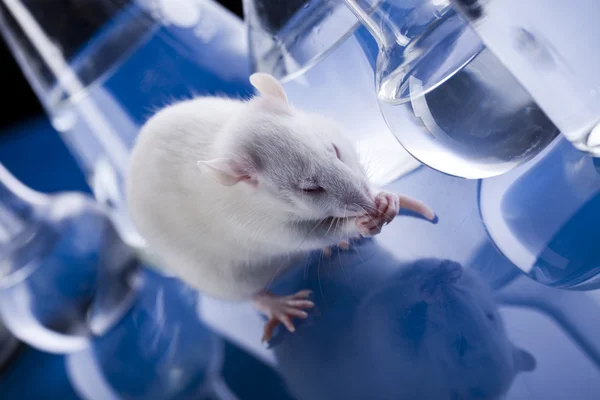 stock image Animal Laboratory