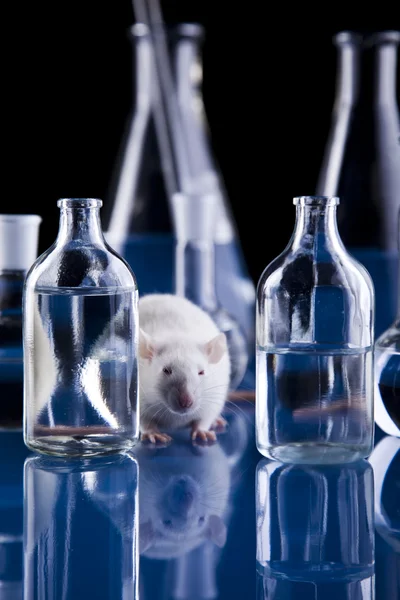Ratto da laboratorio — Foto Stock