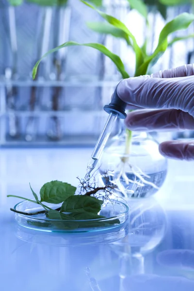 Ecologia esperimento di laboratorio nelle piante Immagine Stock