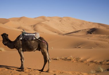 çöl manzarası, merzouga, marocco