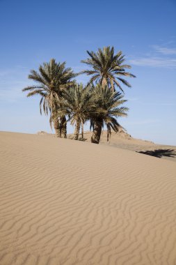 Sahara çöl, merzouga