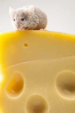 Peynirin üzerindeki komik fare