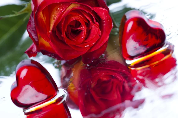 Růže a srdce — Stock fotografie