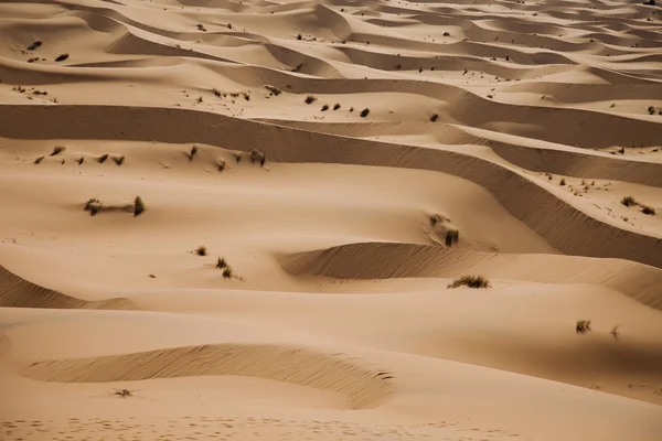 모로코 사하라 모래 언덕 — 스톡 사진