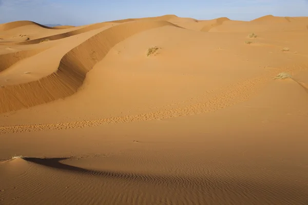 Dunes du désert au Maroc — Photo