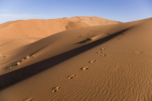Desierto del Sahara, merzouga —  Fotos de Stock