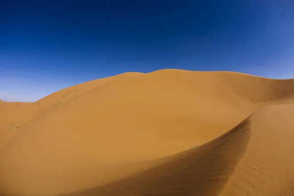 沙漠的沙丘在摩洛哥，梅尔祖加 — 图库照片