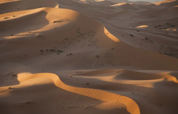 Zand woestijn met duinen in Marokko, merzouga — Stockfoto