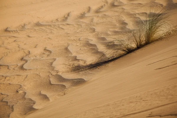 Landscape of desert — Stock Photo, Image
