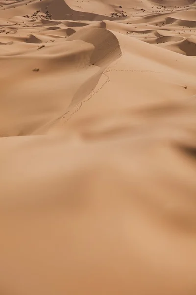 Desierto de arena con dunas en Marocco, merzouga —  Fotos de Stock