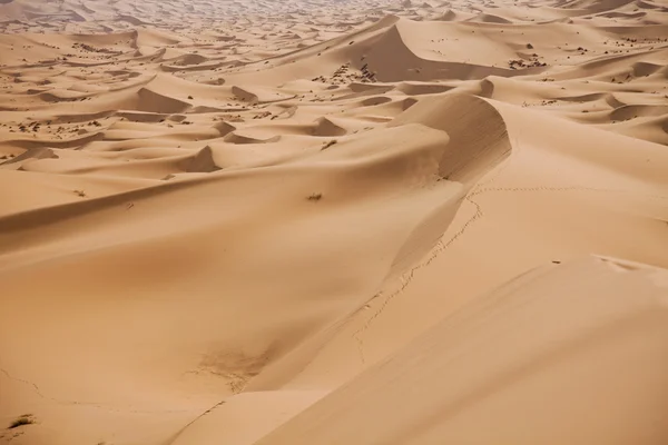 Sand Desert with Dunes in Marocco, merzouga — Stock Photo, Image