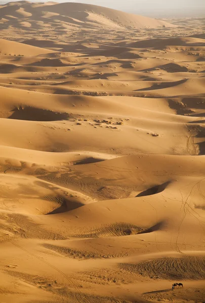 Σαχάρα έρημο, Μερζούγκα — Φωτογραφία Αρχείου