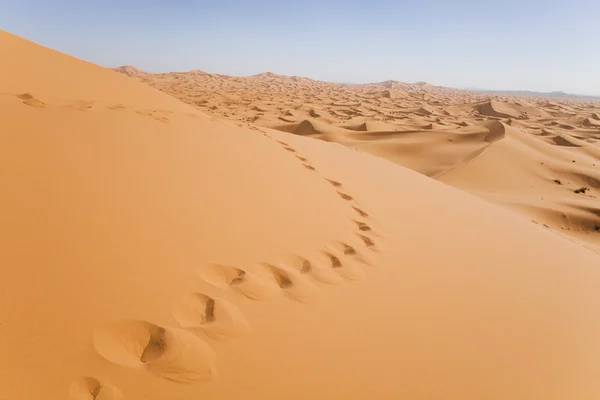 Sanddynerna i marockanska sahara — Stockfoto
