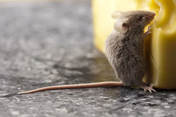 Lustige Maus auf dem Käse — Stockfoto