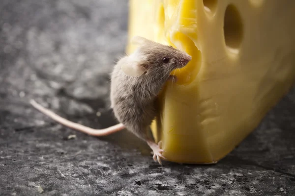 チーズの面白いマウス — ストック写真