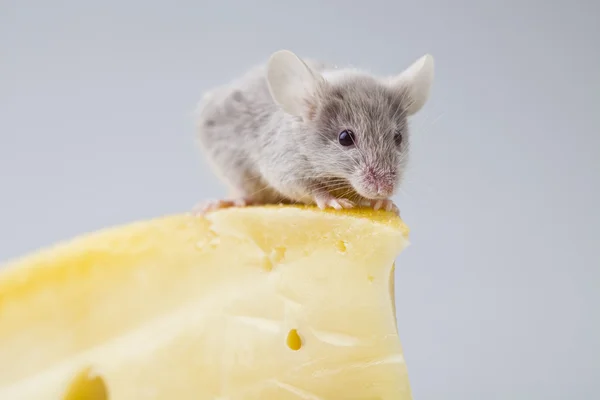 Rato engraçado no queijo — Fotografia de Stock