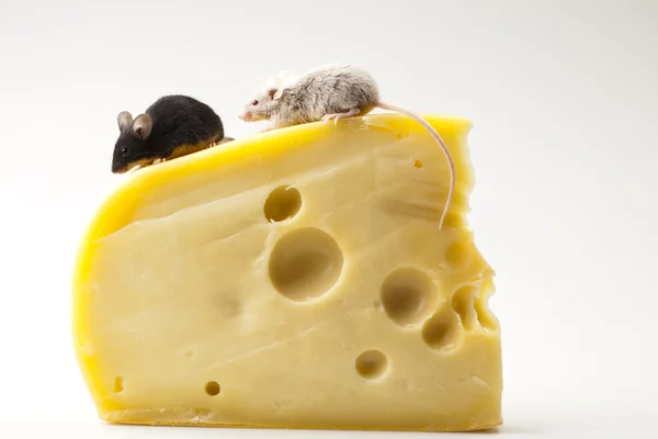 Funny mouse on the cheese — Stock Photo, Image
