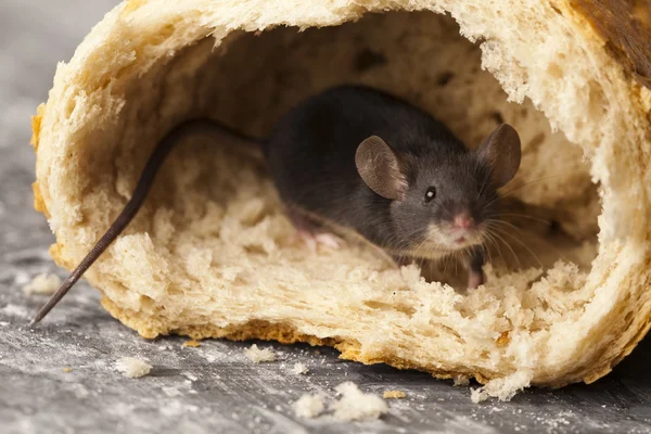 Brød og mus - Stock-foto