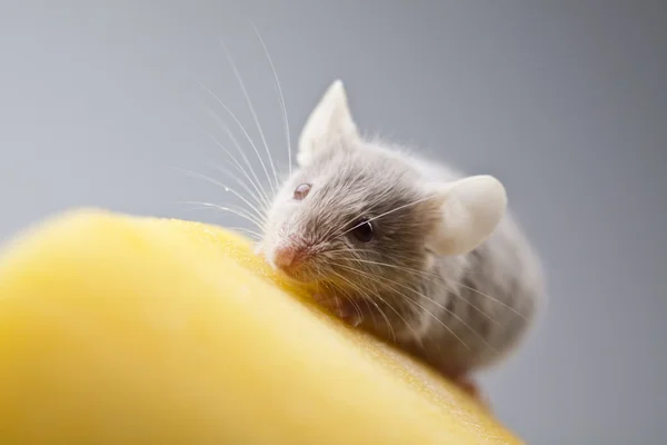 Смешная мышка на сыре — стоковое фото