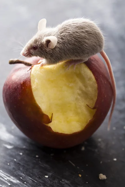 Manzana roja y ratón — Foto de Stock