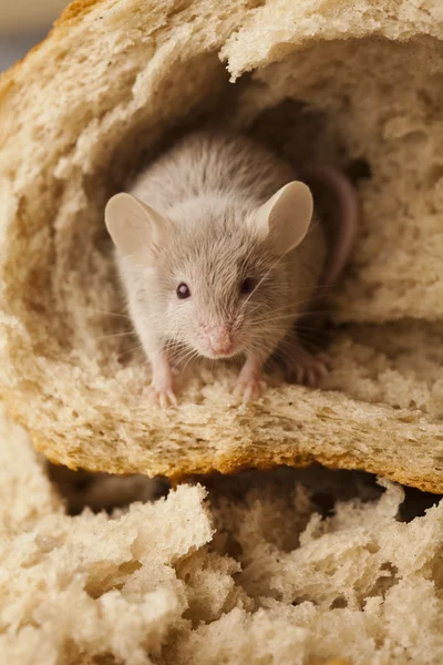 Pão e rato — Fotografia de Stock